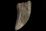 Serrated, Tyrannosaur (Nanotyrannus) Tooth - South Dakota #81365-1